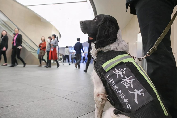 马犬为什么能取代德国牧羊犬成为警犬中的主流