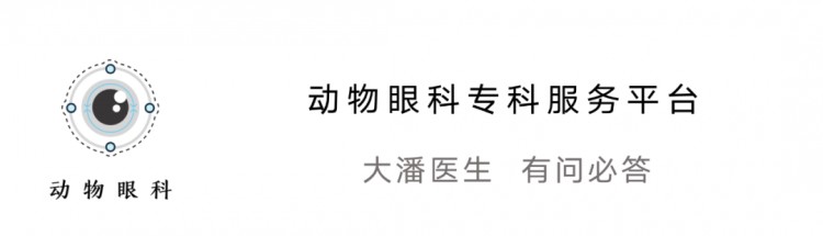 (丹东病例)狗狗眼睛发蓝，充血，有一层白膜，滴药治愈