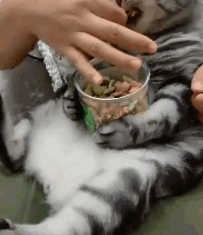 猫片精选：柔软温暖光滑这可能是我见过最舒服的床了