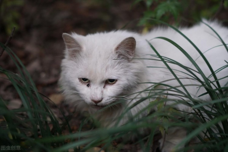 千万不要抛弃猫咪不然会有这6大后果