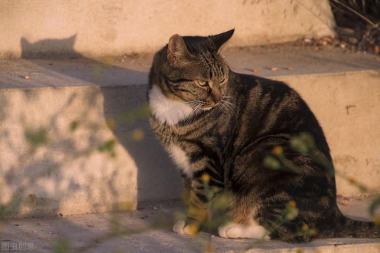 千万不要抛弃猫咪不然会有这6大后果