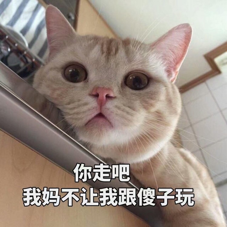 有这几个表现的猫咪，智商令人堪忧，你家猫应该没有吧？