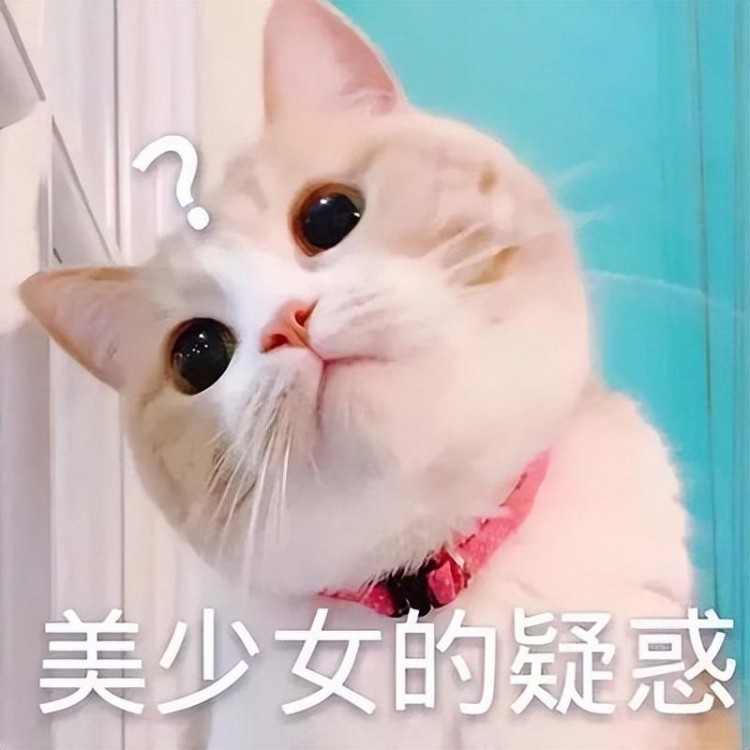 养猫，要牢记“5不要”，对猫咪有好处