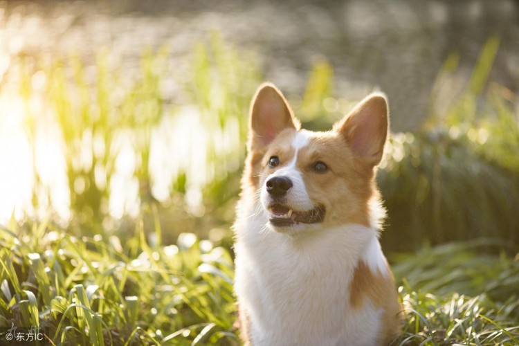 柯基犬养公的好还是母的好