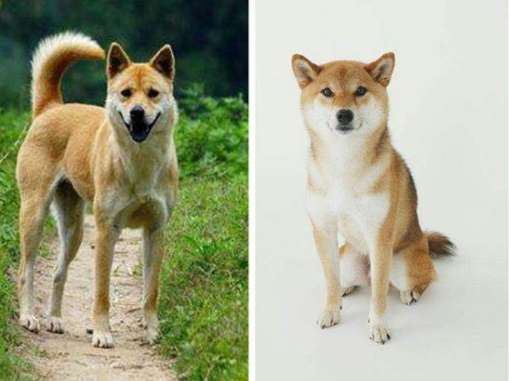 柴犬和中华田园犬，哪一个比较好养？