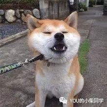 柴犬为什么那么贵柴犬的价格取决于这几点