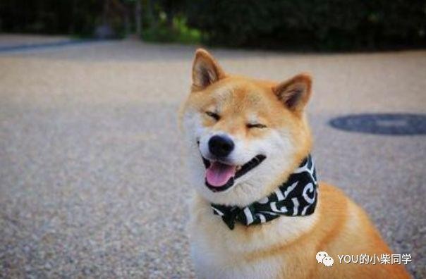 柴犬为什么那么贵柴犬的价格取决于这几点