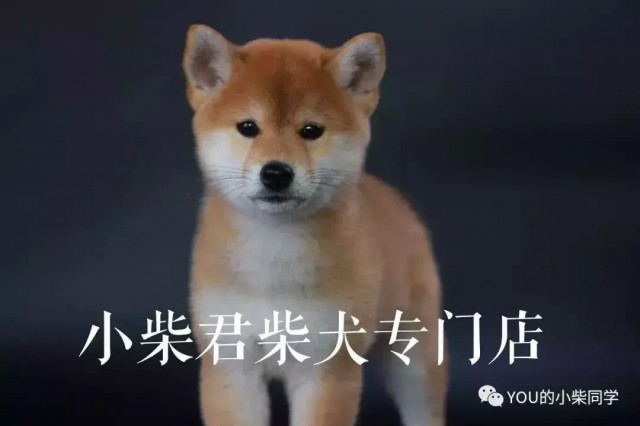 柴犬如何养柴犬合适