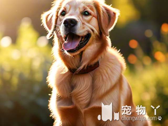 这5种狗，是小型犬中的“战斗机”，狗界圣斗士