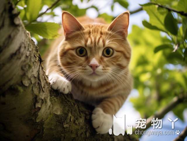 为什么我的猫狗会打喷嚏(1)